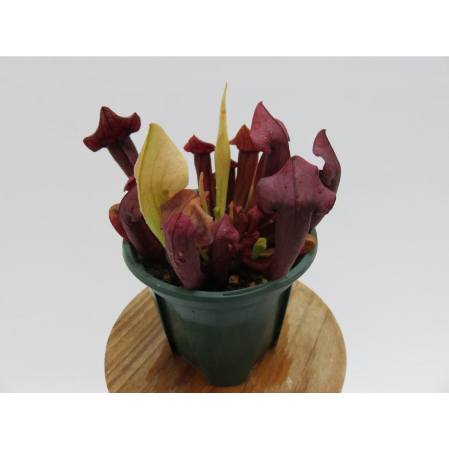 Sarracenia Maroon 3号 食虫植物 サラセニア Segurosaurora Com