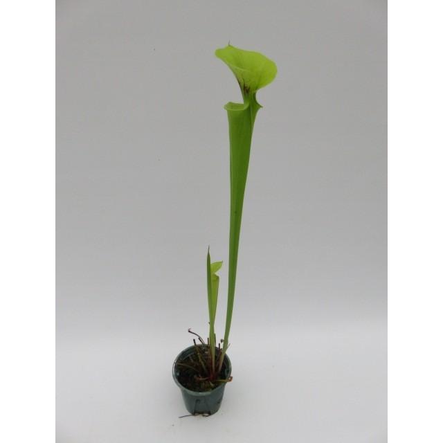 Sarracenia イセ Mixed 3号 食虫植物 サラセニア Hiro S Pitcher Plants ヤフー店 通販 Yahoo ショッピング