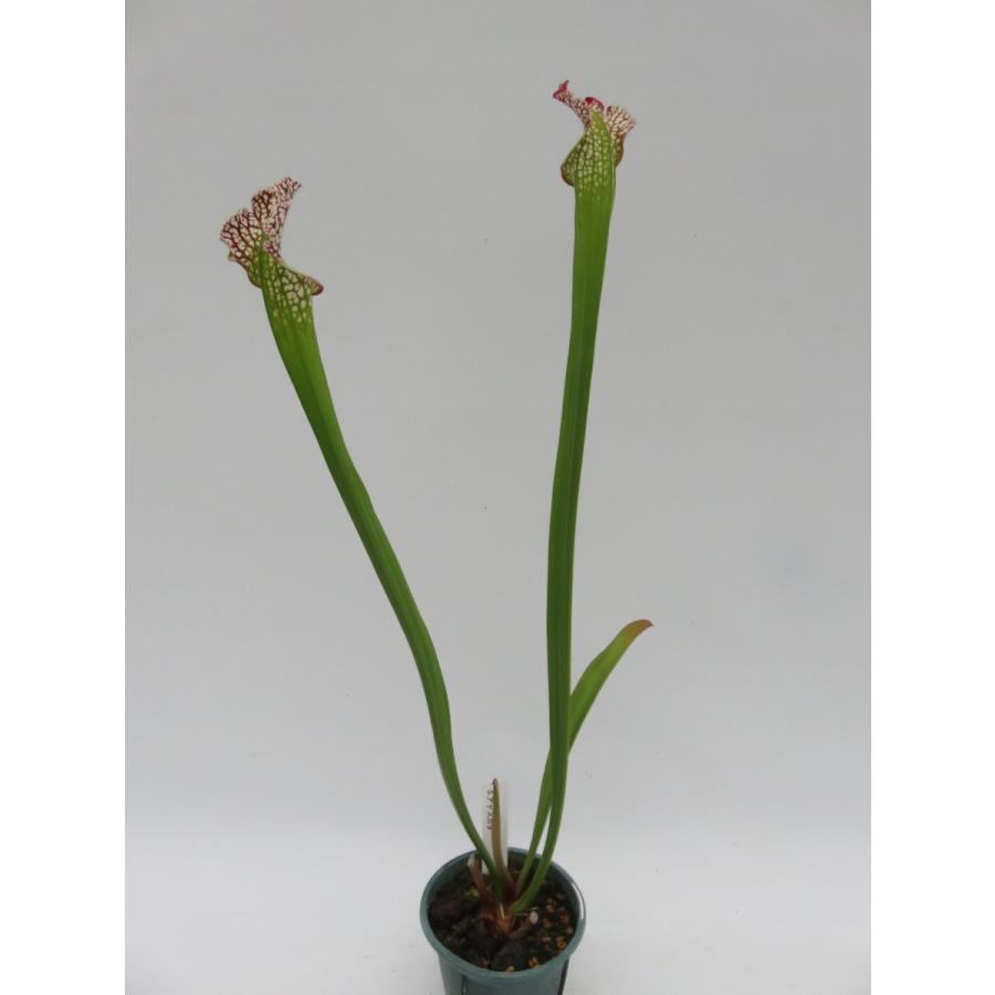 Sarracenia アデスガタ 3または３ 5号 サラセニア 食虫植物 Hiro S Pitcher Plants ヤフー店 通販 Yahoo ショッピング
