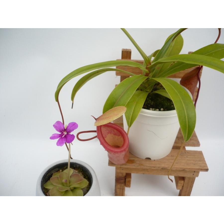 人気の食虫植物 ２点セット N ベントリコーサ ムシトリスミレ ウェサー 鉢カバー付き