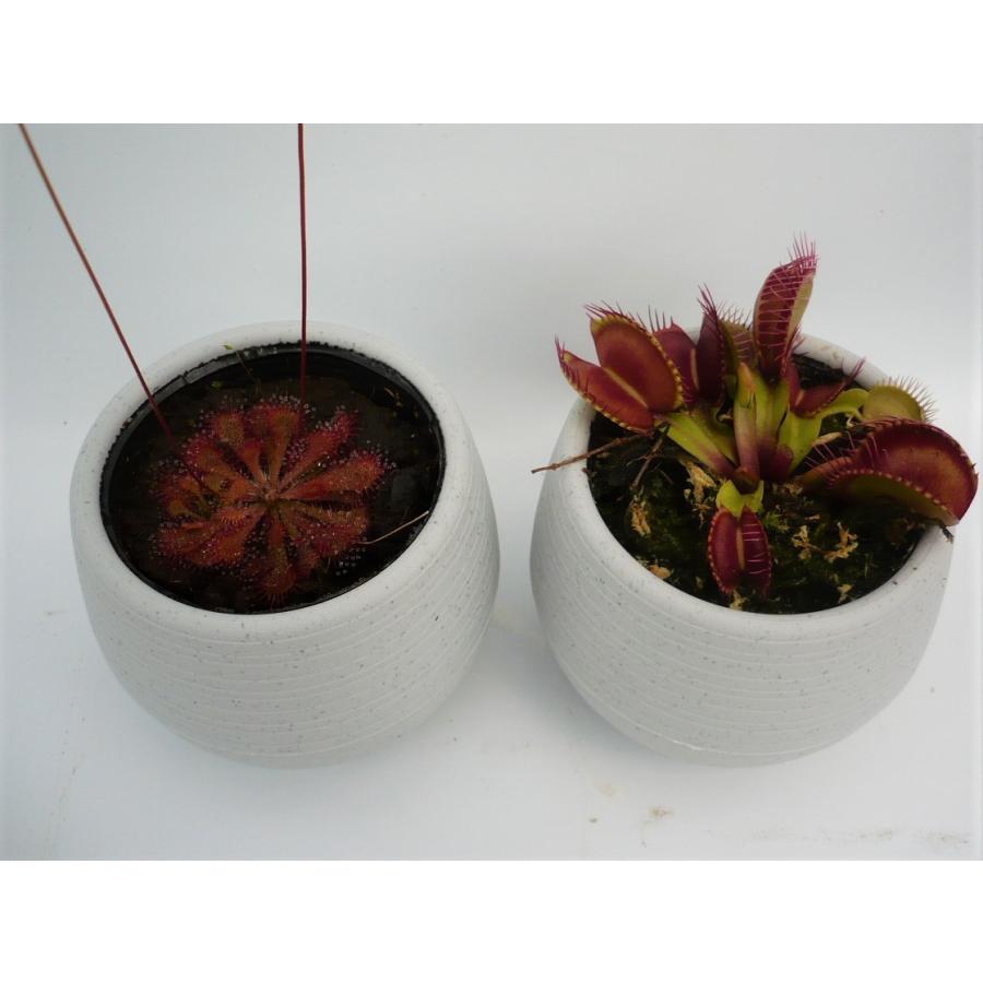 人気の食虫植物 ２点セット ハエトリソウ レッドグリーン トウカイコモウセンゴケ 鉢カバー付き 花 ガーデニング