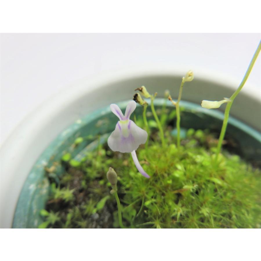 食虫植物 ウサギゴケ ウトリキュラリア サンダーソニー Utriclaria Sandersonii 2号丸鉢付き Hiro S Pitcher Plants ヤフー店 通販 Yahoo ショッピング