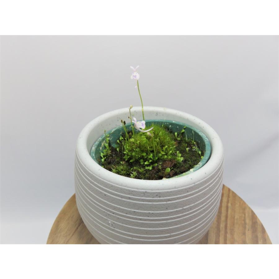 食虫植物 ウサギゴケ ウトリキュラリア サンダーソニー Utriclaria Sandersonii 2号丸鉢付き Hiro S Pitcher Plants ヤフー店 通販 Yahoo ショッピング