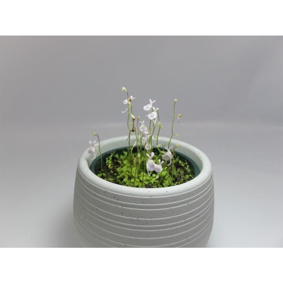 食虫植物 ウサギゴケ ウトリキュラリア サンダーソニー Utriclaria Sandersonii 2号丸鉢付き Hiro S Pitcher Plants ヤフー店 通販 Yahoo ショッピング