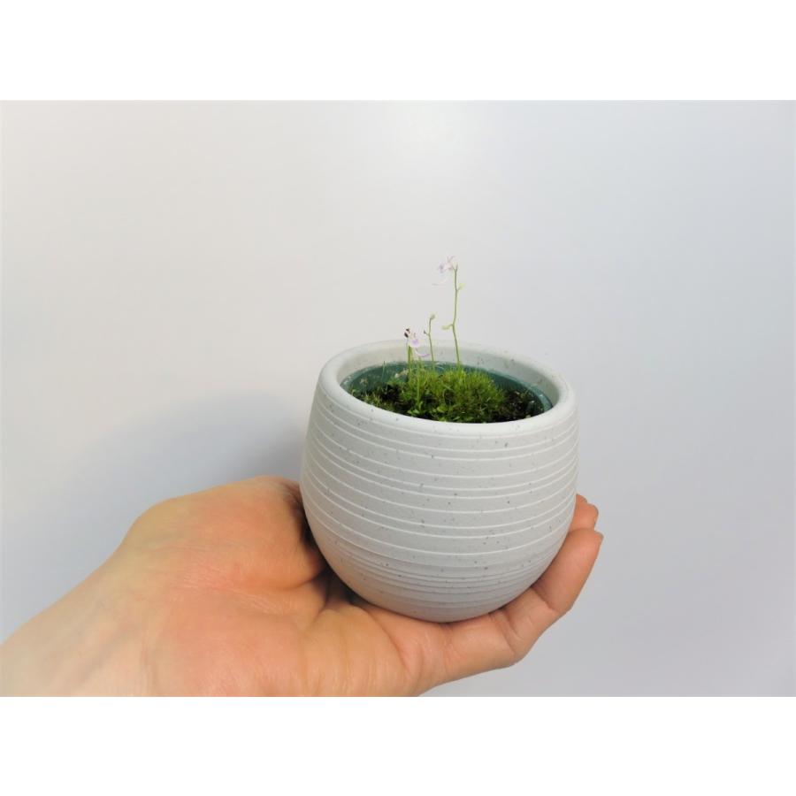 食虫植物 ウサギゴケ ウトリキュラリア サンダーソニー Utriclaria Sandersonii 2号丸鉢付き Hiro S Pitcher Plants ヤフー店 通販 Yahoo ショッピング