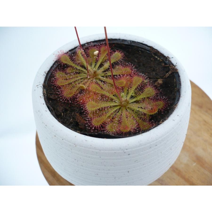 山野草 食虫植物 ドロセラ トウカイコモウセンゴケ D Tokaiensis 2株 2号 丸鉢付き 800 Hiro S Pitcher Plants ヤフー店 通販 Yahoo ショッピング