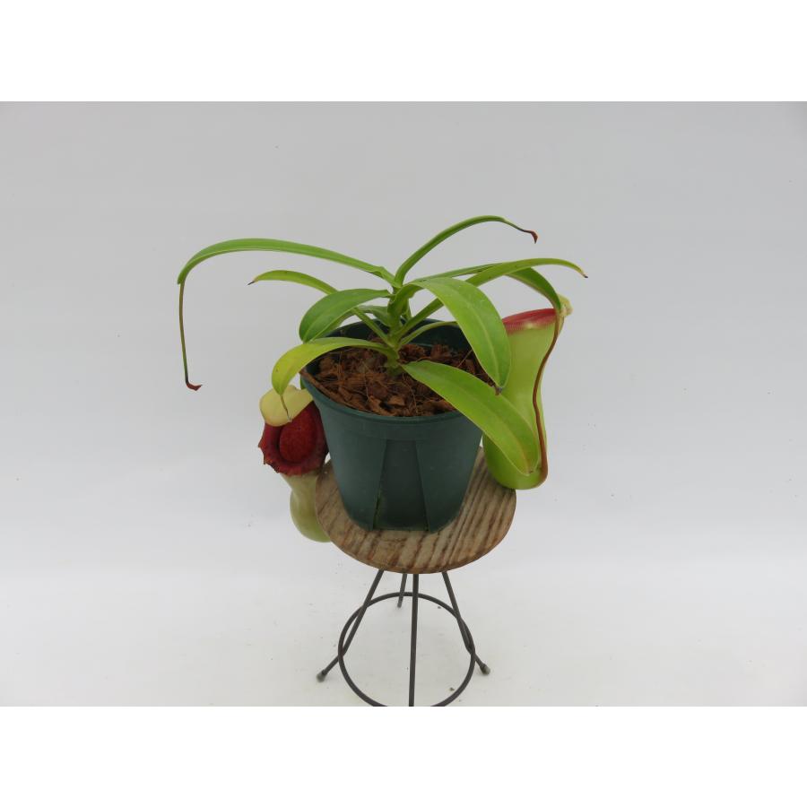 【期間限定!夏の大感謝セール】N.ventricosa Polis Pass AOK-IHR 3.5号【現品限り】食虫植物_80707 AOK-IHR 【期間限定!夏の大感謝セール】N.ventricosa 3.5号【現品限り】食虫植物_80707 Polis Pass