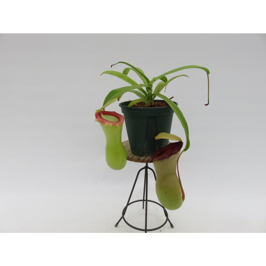 【期間限定!夏の大感謝セール】N.ventricosa Polis Pass AOK-IHR 3.5号【現品限り】食虫植物_80707 AOK-IHR 【期間限定!夏の大感謝セール】N.ventricosa 3.5号【現品限り】食虫植物_80707 Polis Pass