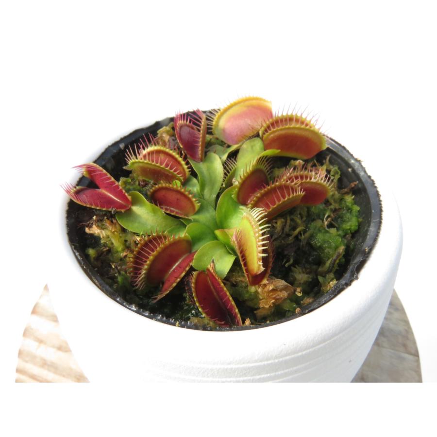 Dionea muscipula Holand Hybrid 2号☆ ハエトリソウ☆丸鉢付き
