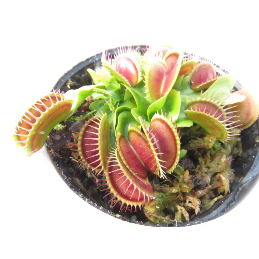 Dionea muscipula Holand Hybrid 2号☆ ハエトリソウ☆丸鉢付き