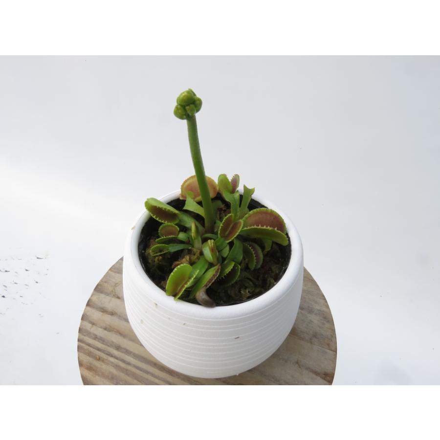 Dionea muscipula 24# 2号☆ ハエトリソウ☆丸鉢付き♪【在庫限り】食