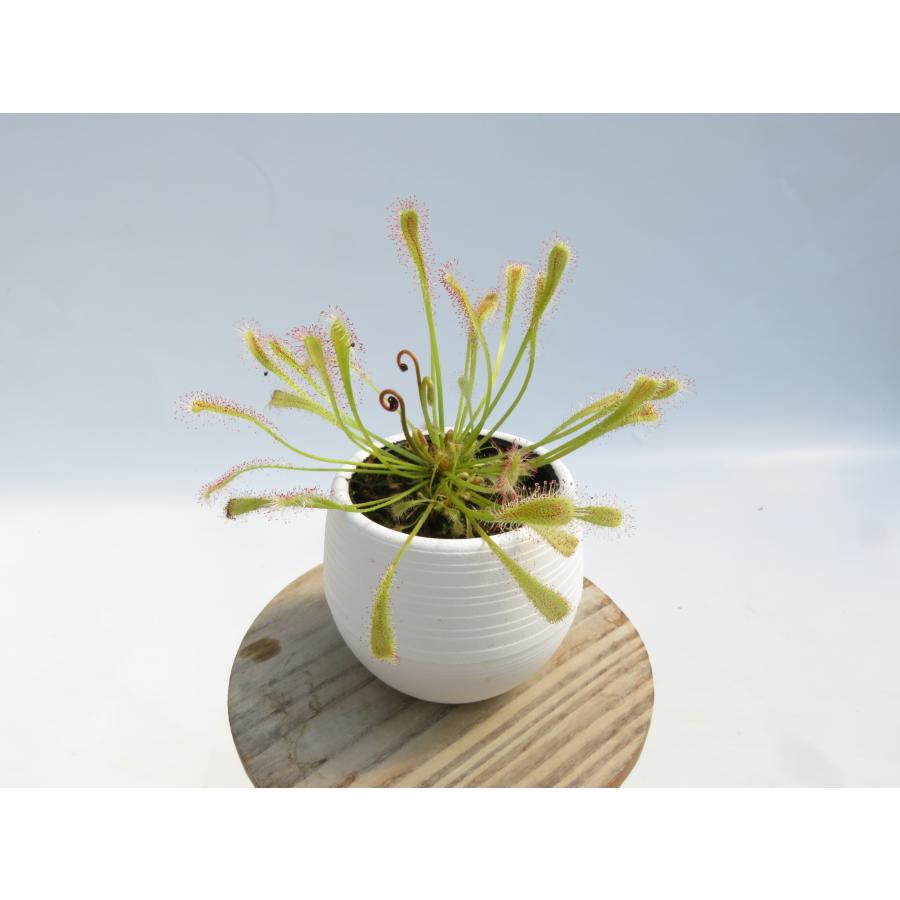 Drosera nidiformis 2号 育てやすい品種で人気♪丸鉢付き♪【在庫限り
