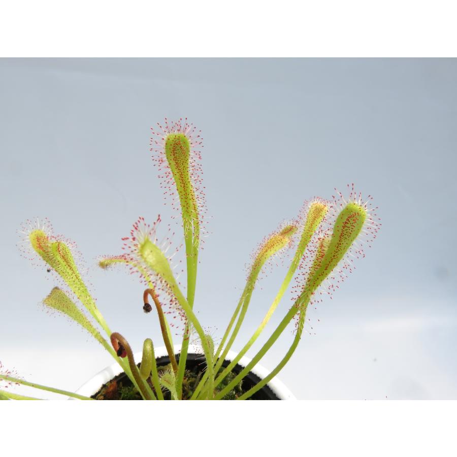 Drosera nidiformis 2号 育てやすい品種で人気♪丸鉢付き♪【在庫限り