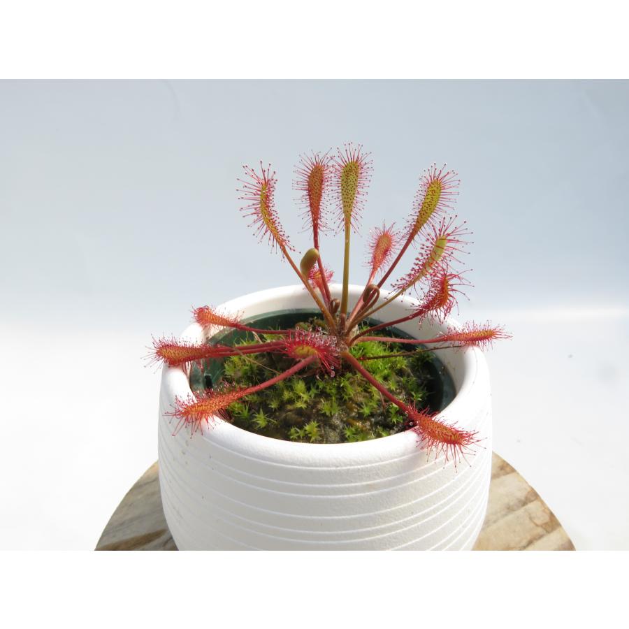 Drosera anglica × intermedia Leon 2号 丸鉢付き♪【在庫限り】食虫
