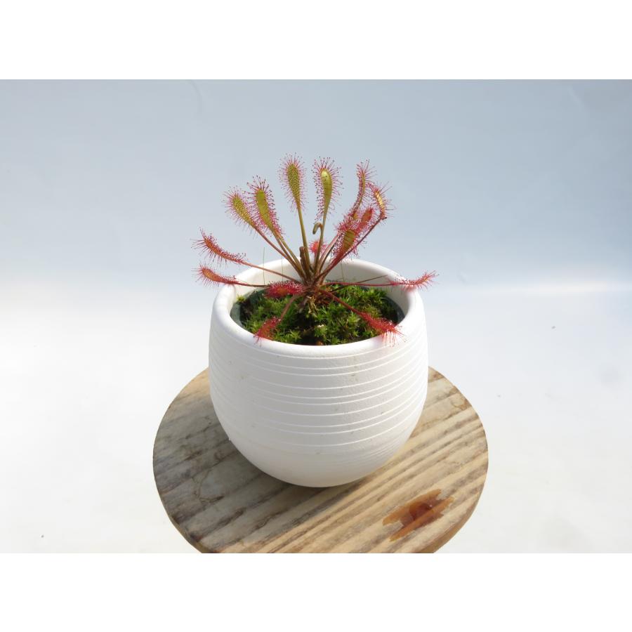 DOSGRAMOSドスグラモスCAVERNARIAカベルナリア18g送料無料 Drosera anglica × intermedia Leon 2号 丸鉢付き♪【在庫限り