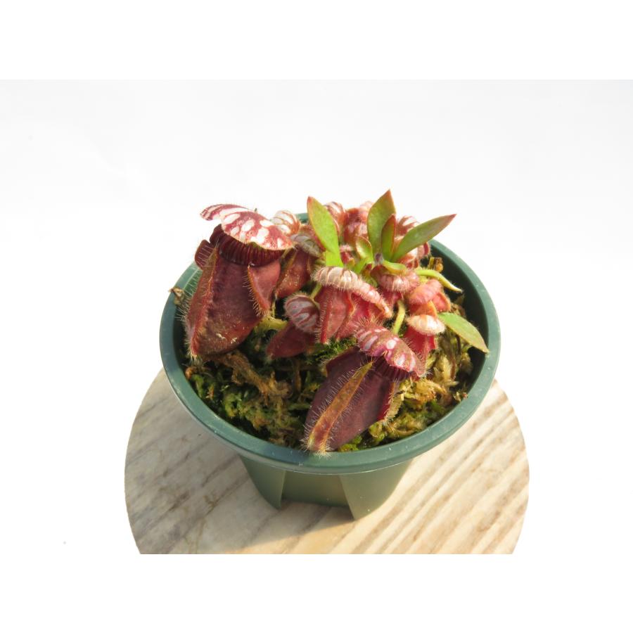 セファロタス Cephalotus follicularis 2鉢 ②Cephalotus follicularis