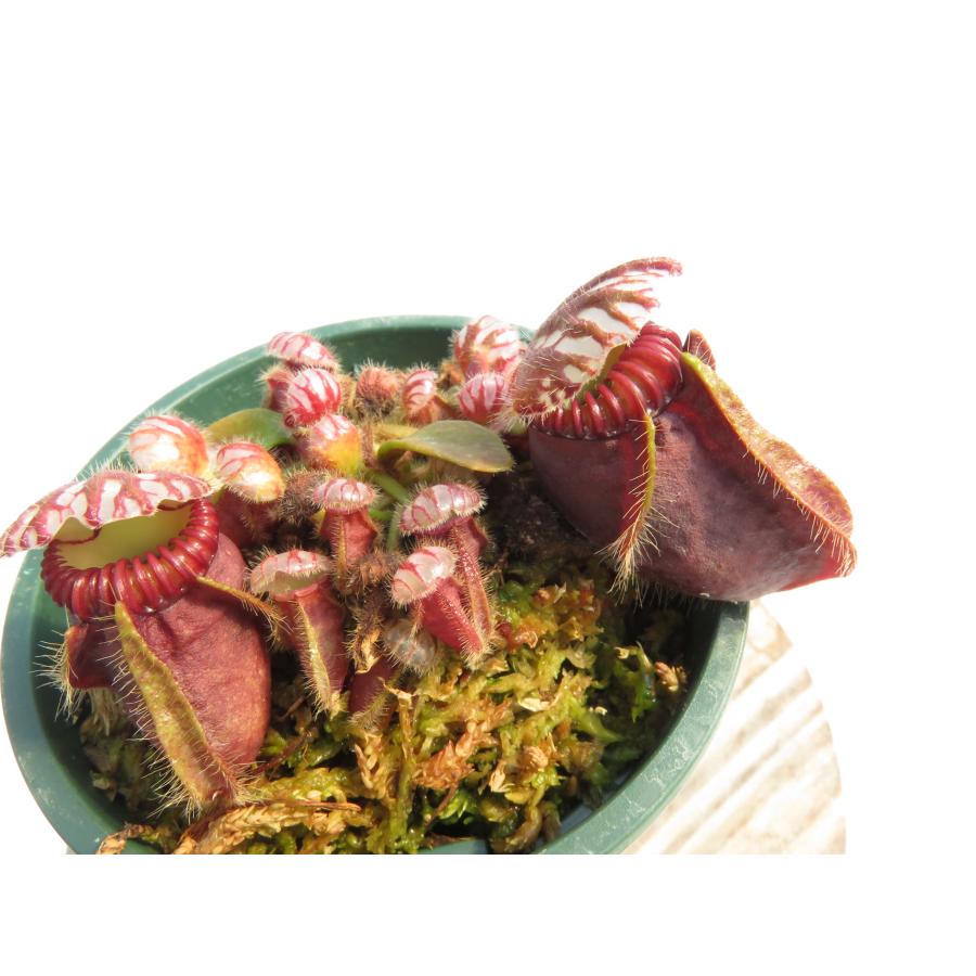 セファロタス Cephalotus follicularis 2鉢 Cephalotus follicularis 2.5号 セファロタス 【在庫限り】食虫植物_