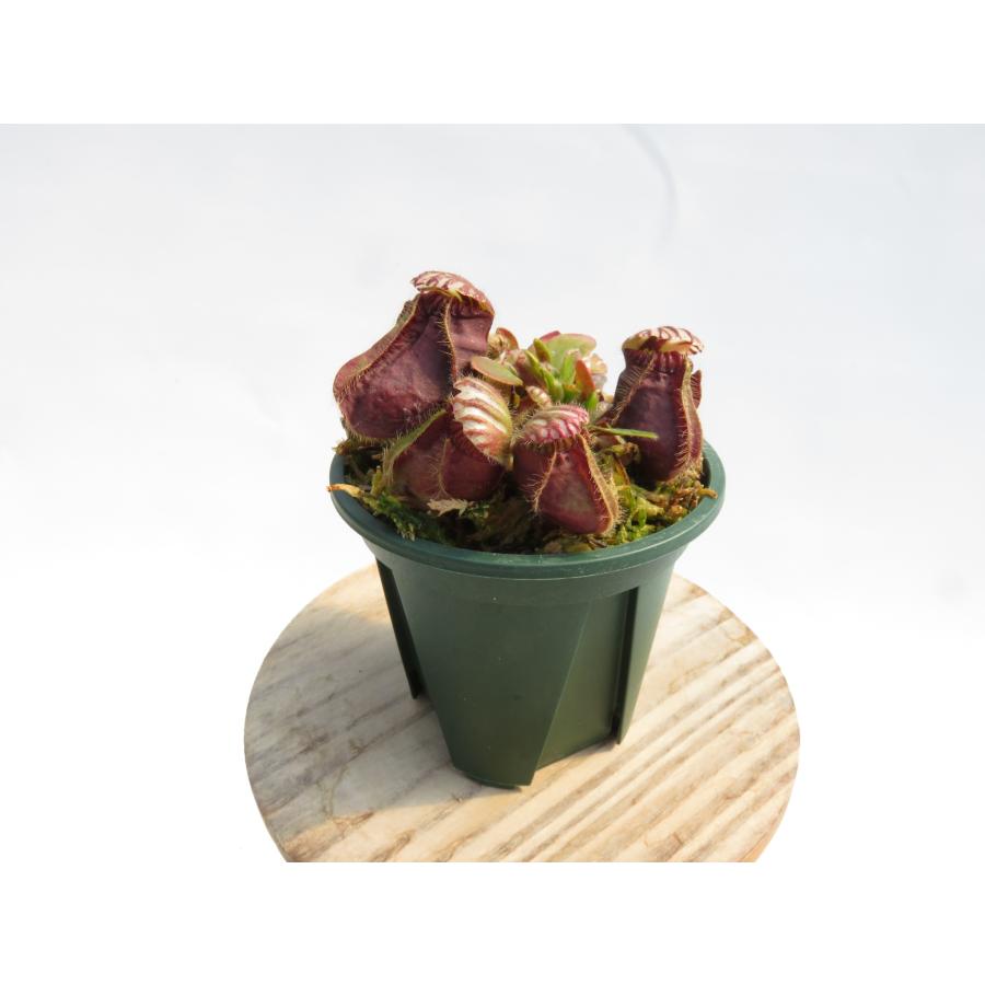 Cephalotus follicularis 2.5号 セファロタス 【在庫限り】食虫植物_