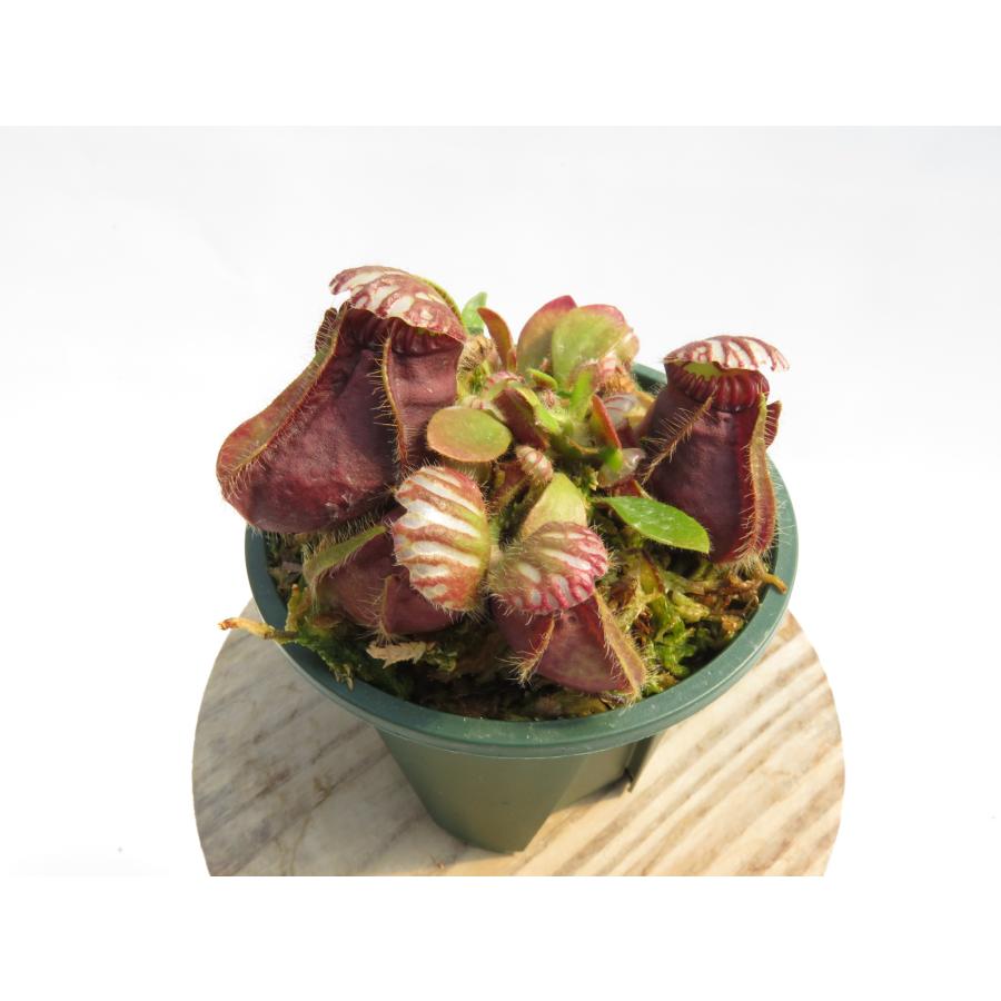 Cephalotus follicularis 2.5号 セファロタス 【在庫限り】食虫植物_