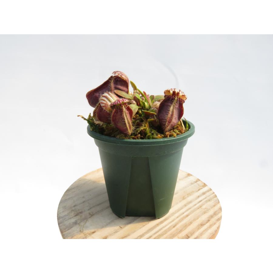 Cephalotus follicularis 2.5号 セファロタス 【在庫限り】食虫植物_