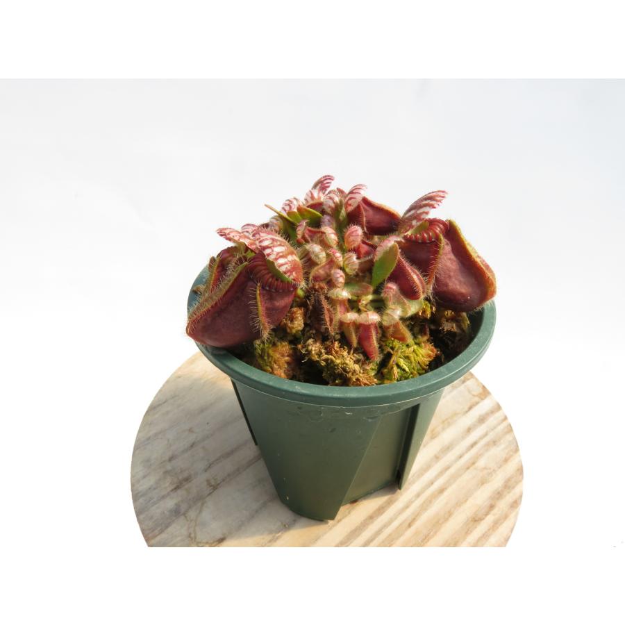 Cephalotus follicularis 2.5号 セファロタス 【在庫限り】食虫植物_