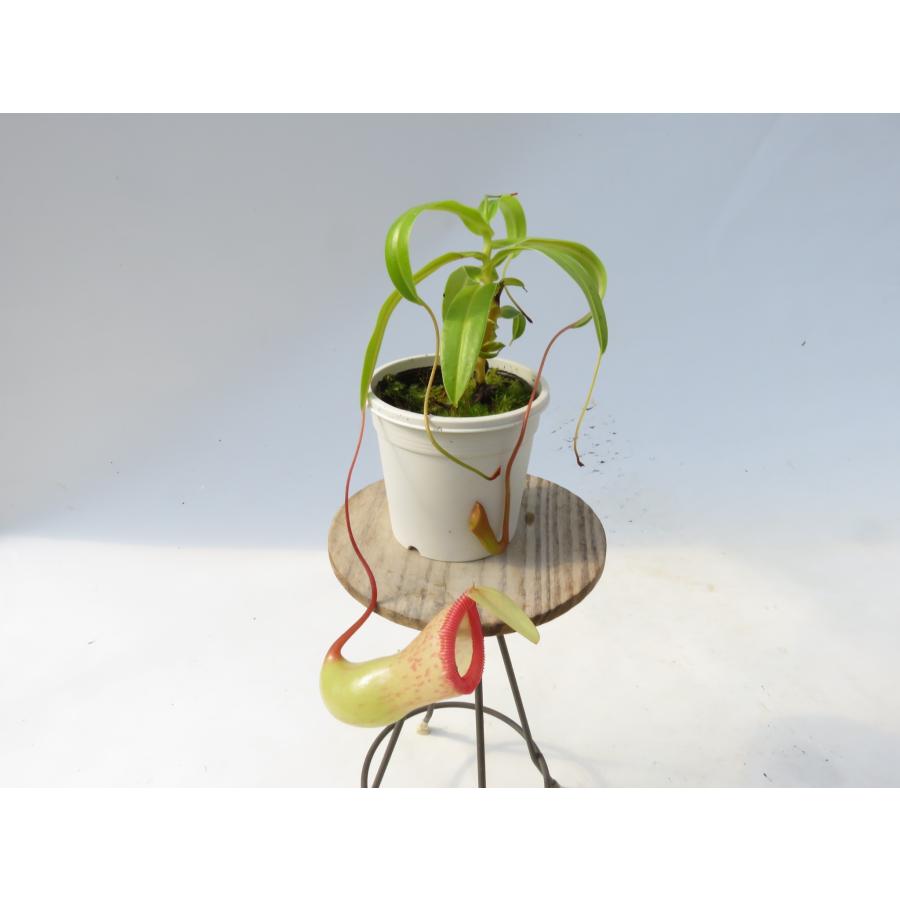 N.ventricosa 2.5号 白鉢付き♪【在庫限り】食虫植物 ネペンテス