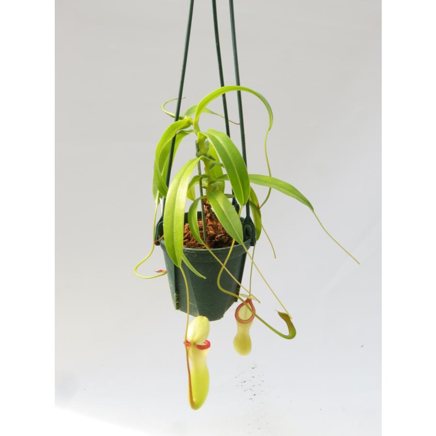 N.ventricosa 吊り手付き 4号【在庫限り】食虫植物 ネペンテス