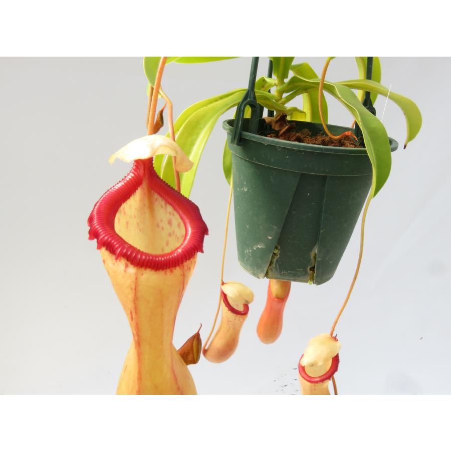 N.ventricosa 吊り手付き 4号【在庫限り】食虫植物 ネペンテス