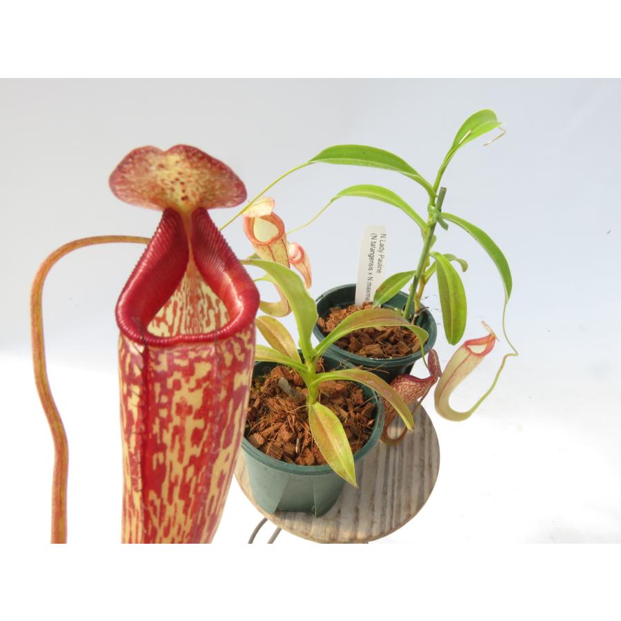 N.Lady Pauline 2.5号【在庫限り】食虫植物 ネペンテス ウツボカズラ_