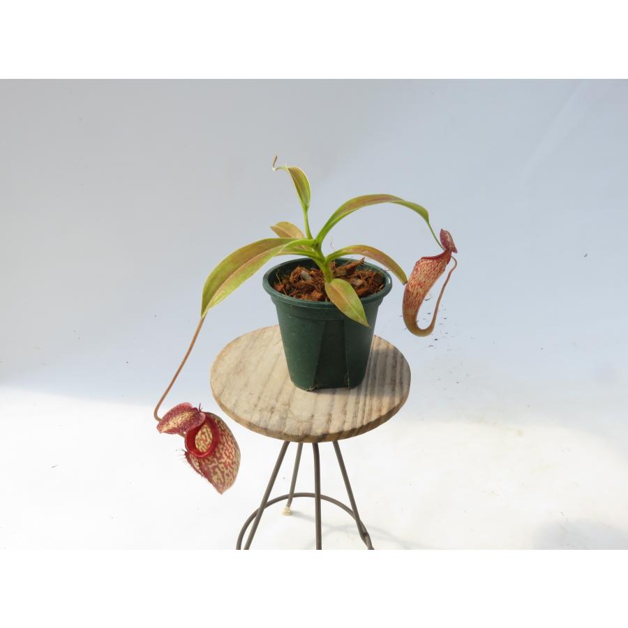 N.Lady Pauline 2.5号【在庫限り】食虫植物 ネペンテス ウツボカズラ_