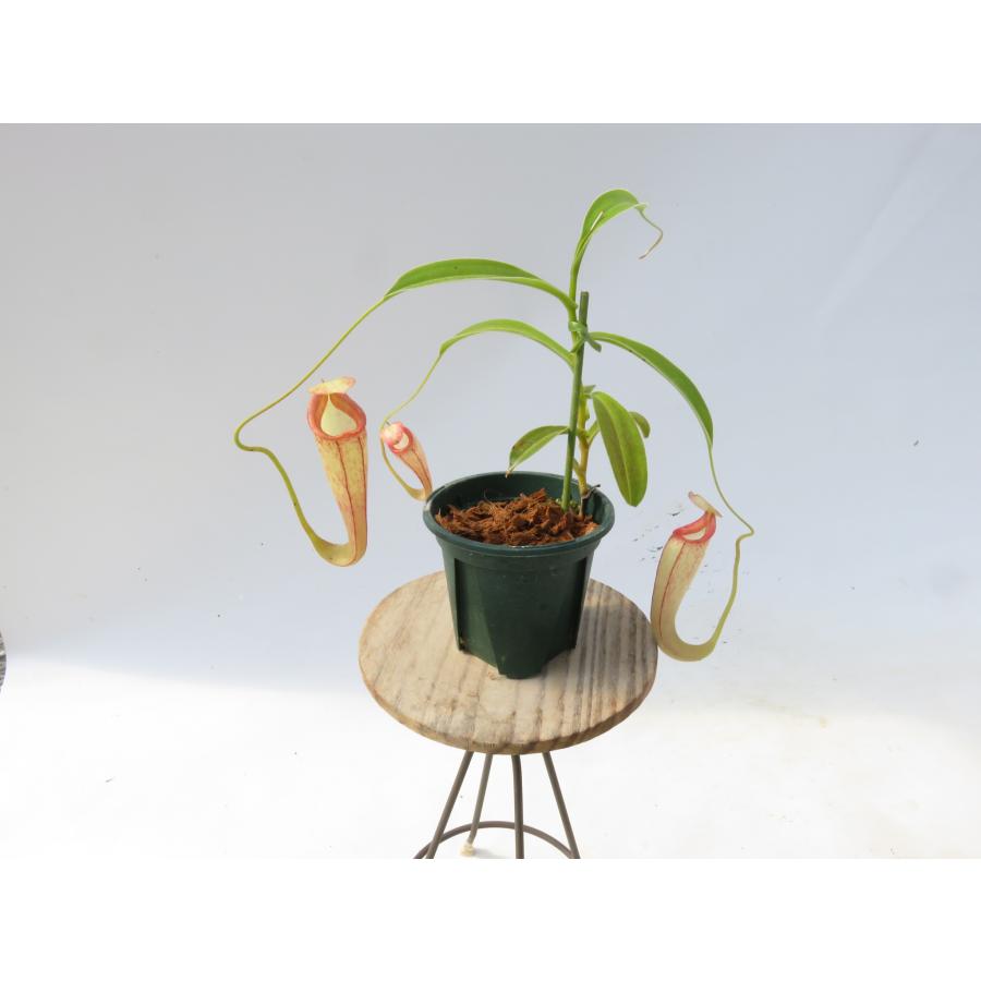 N.Lady Pauline 2.5号【在庫限り】食虫植物 ネペンテス ウツボカズラ_