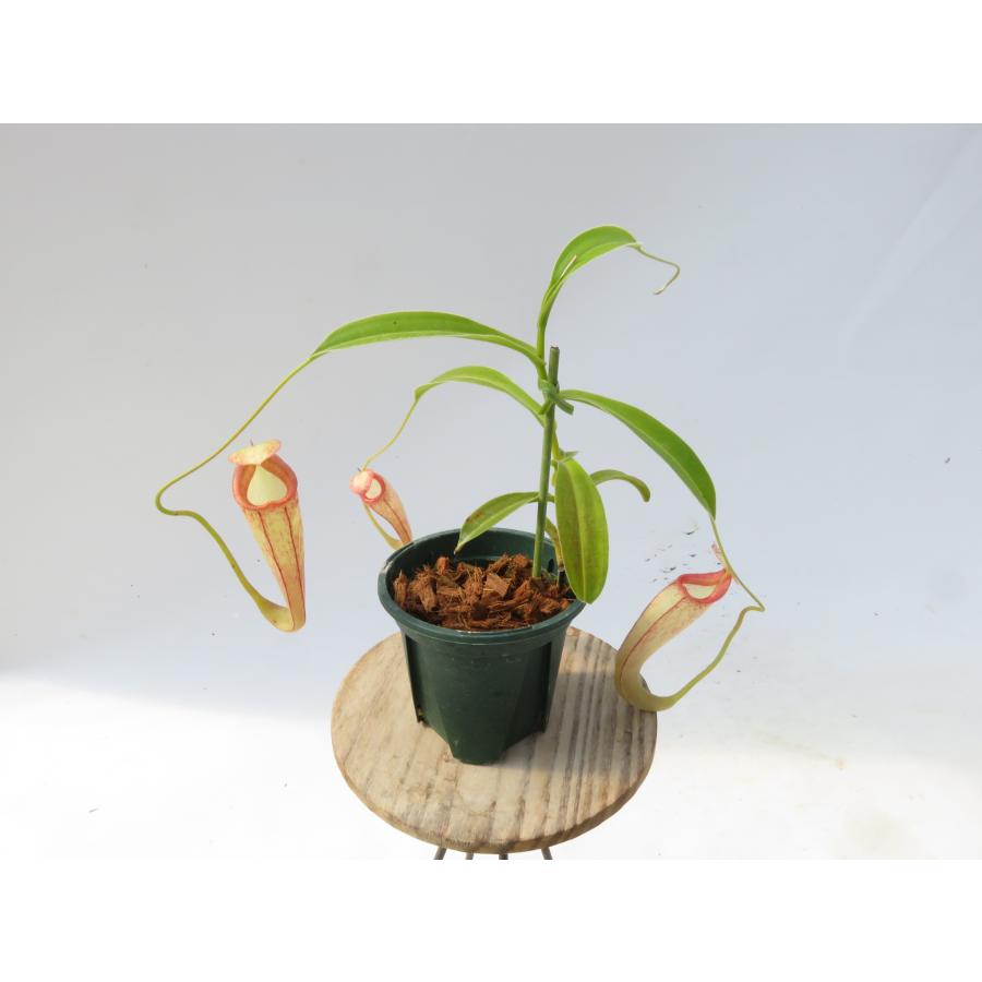 N.Lady Pauline 2.5号【在庫限り】食虫植物 ネペンテス ウツボカズラ_