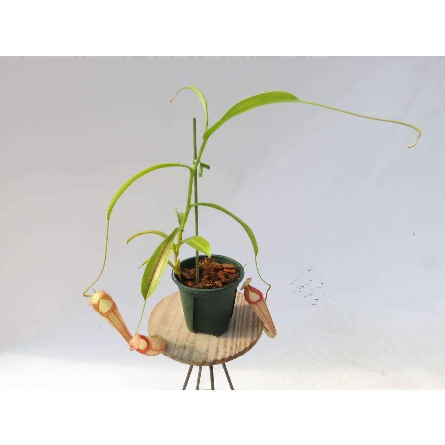 N.Lady Pauline 2.5号【在庫限り】食虫植物 ネペンテス ウツボカズラ_