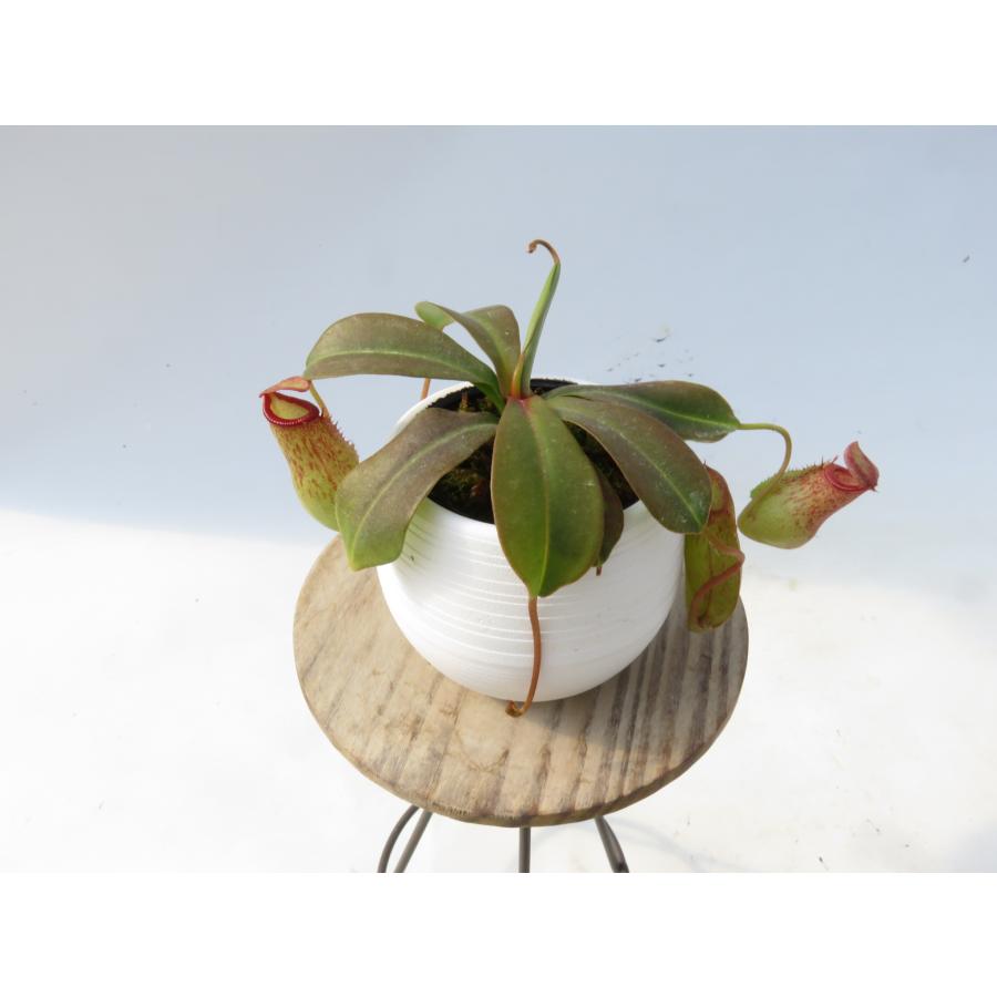 N.'Mimiss Kiss' [N.venti × (maxima talangesis)] 2号 丸鉢付き
