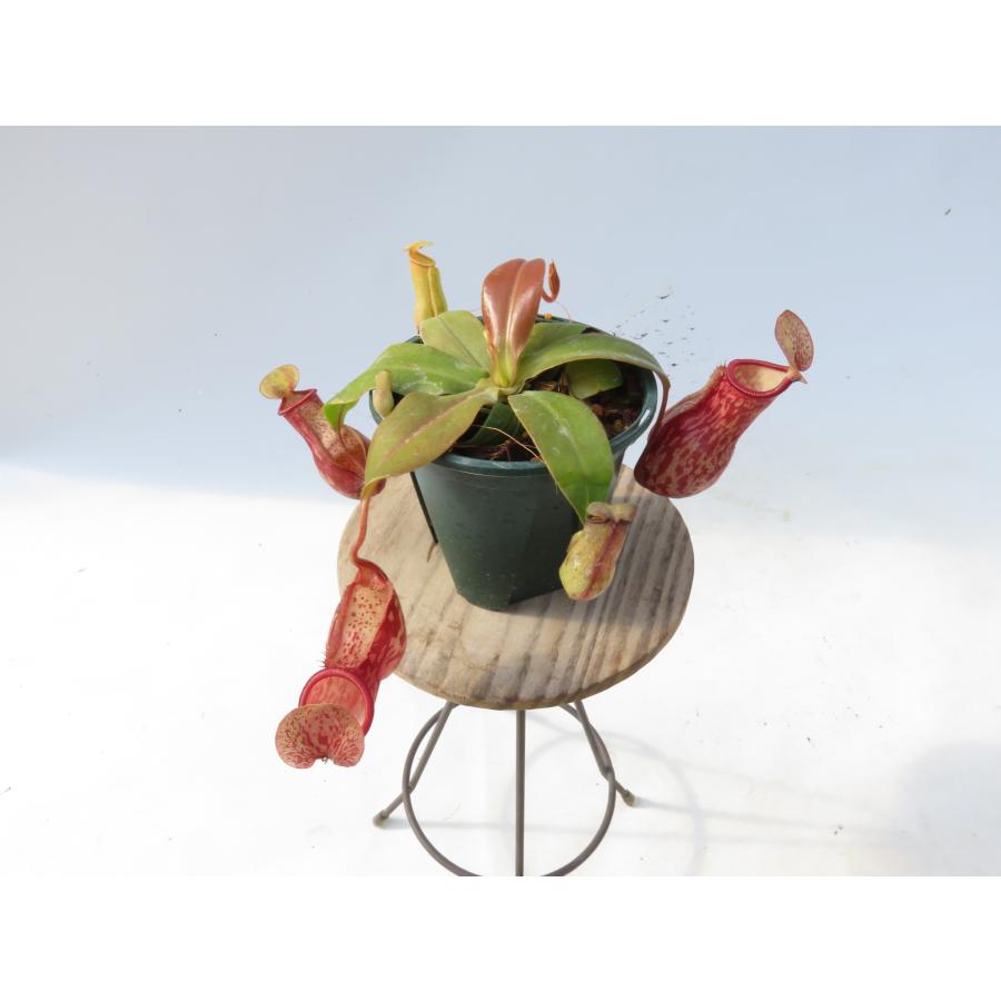 B*b様 ウツボカズラ N.エドワードシアナ 食虫植物 B*b様 ウツボカズラ