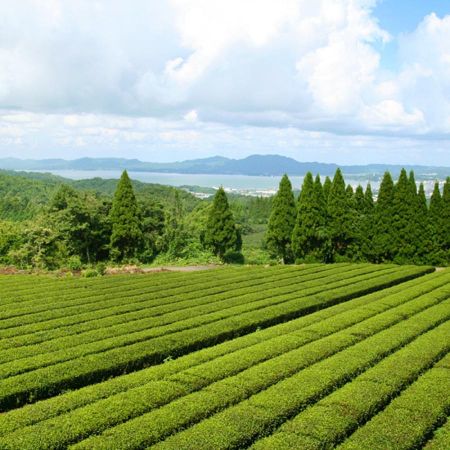 有機紅茶 ティーバック（２ｇ １０P） ５袋 島根県産 送料込み 有機JAS認定品 茶三代一 オーガニック｜hiroshima-gurume｜06