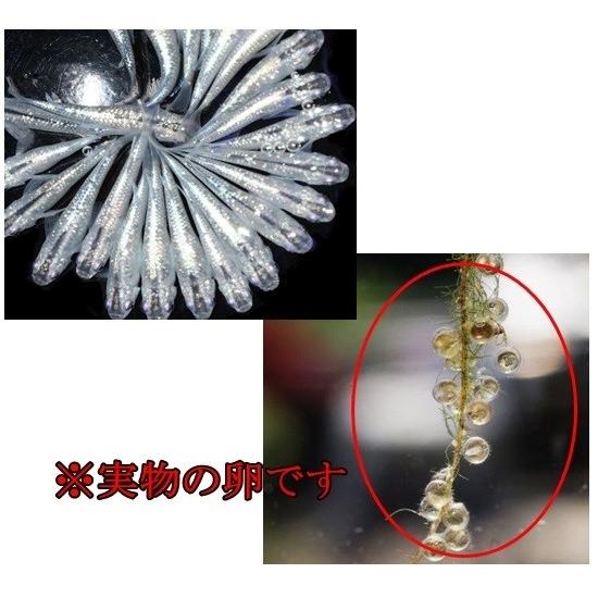 広島産 ブルースターダスト めだか 卵30個 A 輝く星の体外光 流れ星 改良メダカ 11 広島めだか 通販 Yahoo ショッピング