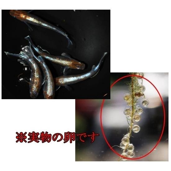 めだか エンペラー 卵40個＋α 広島産 輝く青のヒレ 体外光 改良 