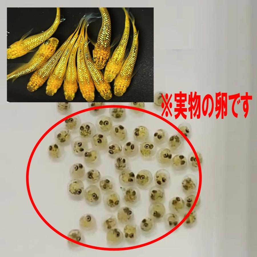 めだか サンシャイン 卵40個 広島産メダカ 黄金 多色ラメ 最高峰 