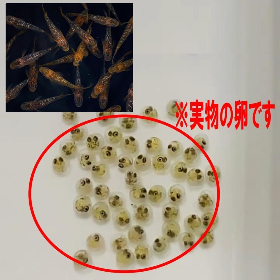 めだか 令和オーロララメラメ幹之サファイア系 卵40個 広島産メダカ