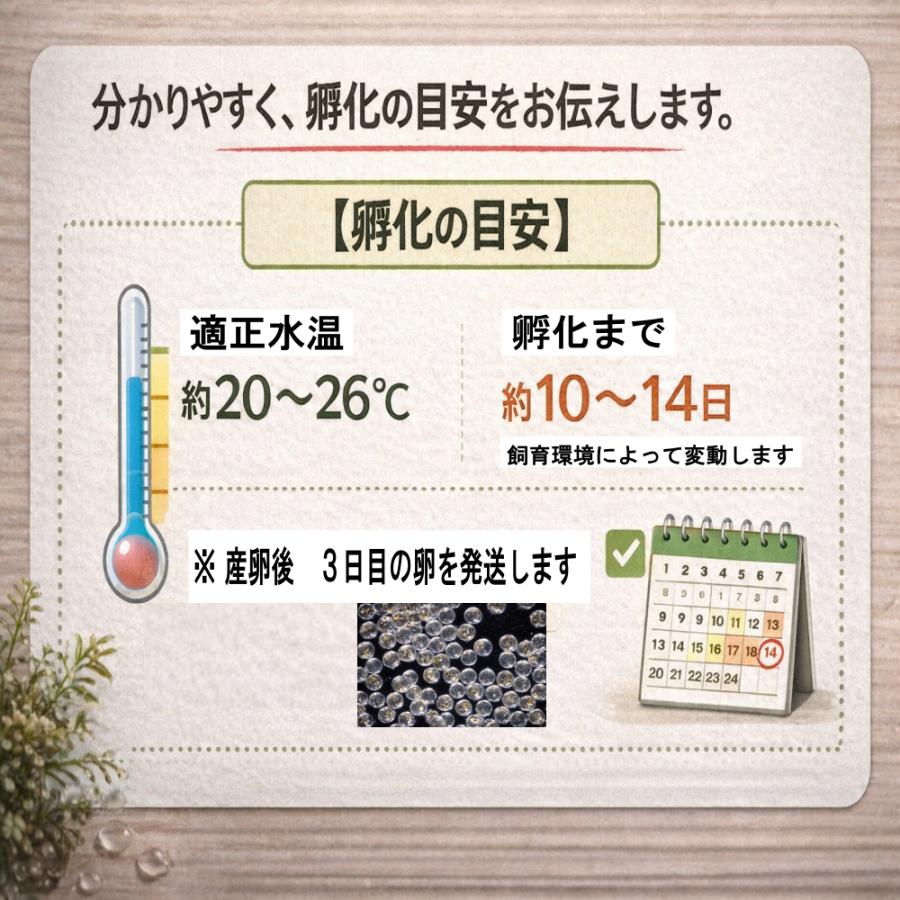 めだか プラチナ星河リアルロングフィン 卵４０個 広島産 メダカ 最高級 ヒレ長 優雅