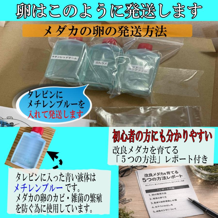 めだか ネプチューン 卵40個 広島産メダカ ブルーラメ最高峰