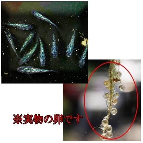 めだか ネプチューン 卵40個 広島産メダカ ブルーラメ最高峰 