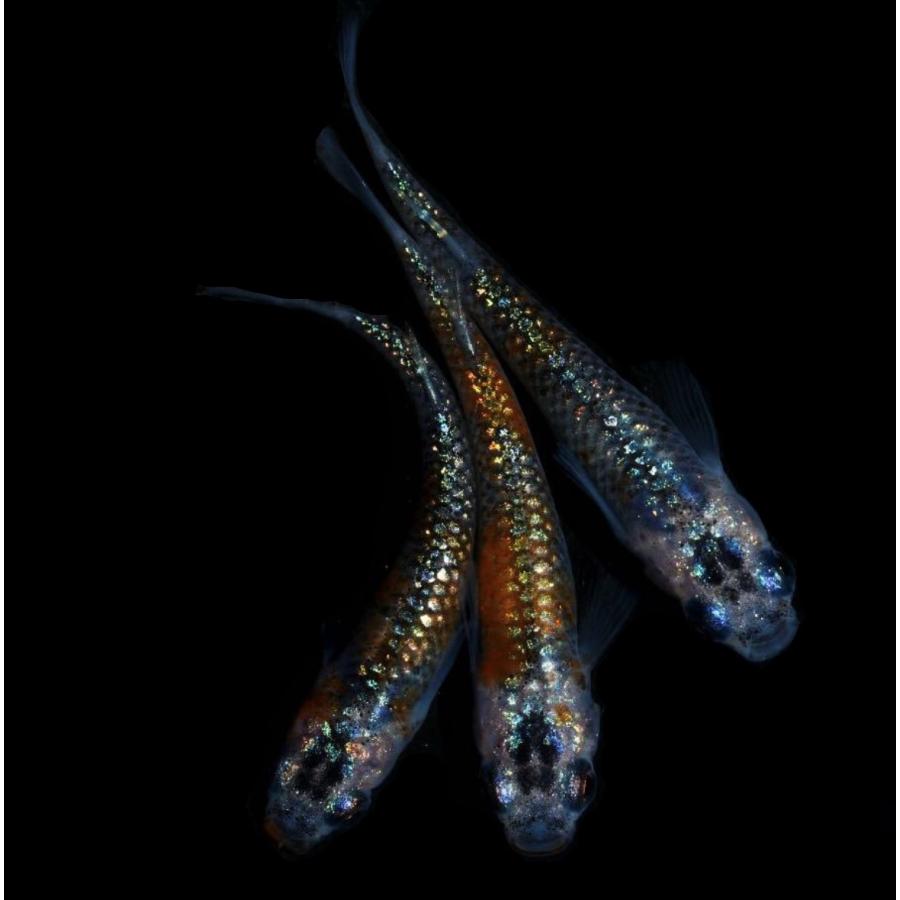 めだか…レクリス&ユリシス。メダカセット