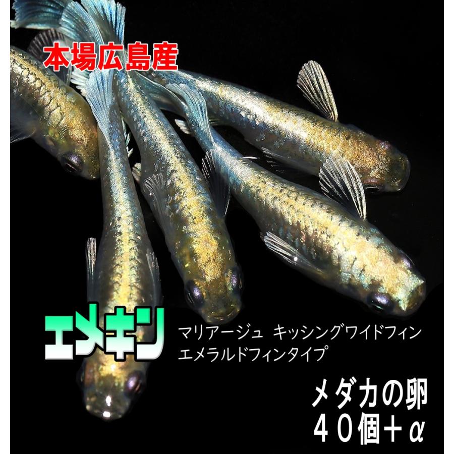めだか エメキン 卵４０個 広島産メダカ 「マリアージュキッシングワイドフィンメダカ　エメラルドフィンタイプ」 の商品画像