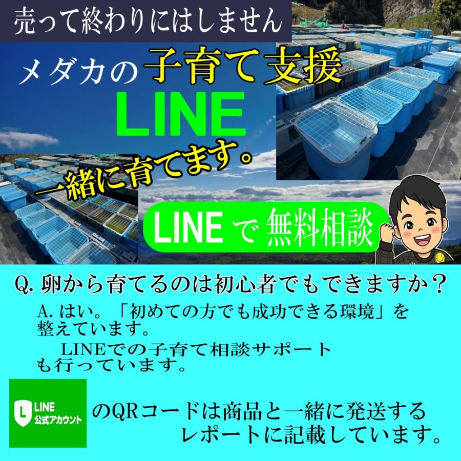 めだか エメキン 卵40個 広島産メダカ 「マリアージュキッシング 