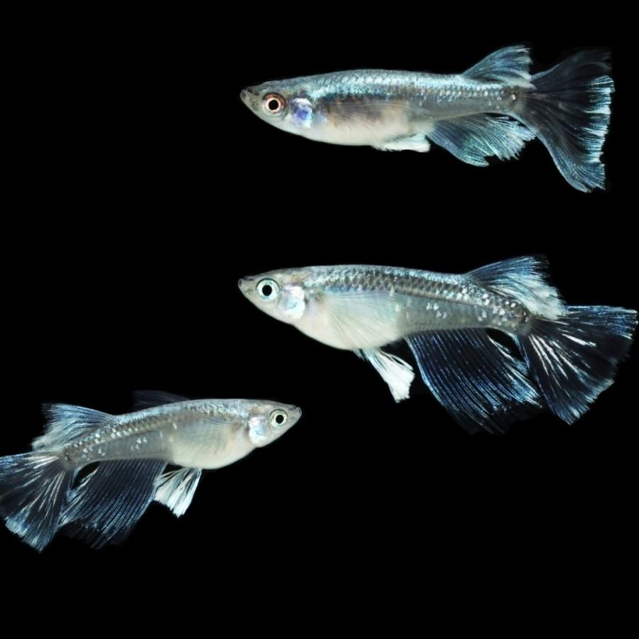 改良品種メダカ 黒ラメレインボー 約50〜60匹 値下げ食卓4点セット