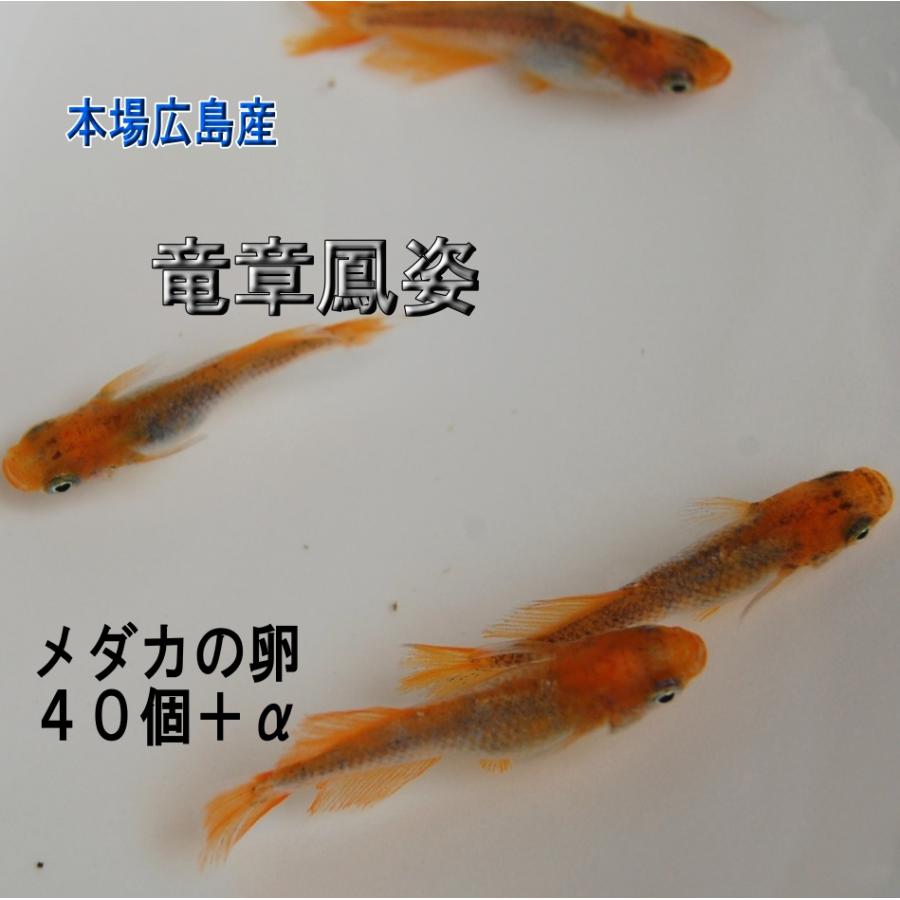 めだか 竜章鳳姿 卵40個 広島産メダカ レッド最高峰 改良 赤い 超美