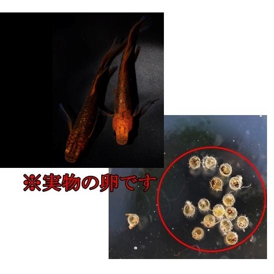 めだか 竜章鳳姿 卵30個 広島産メダカ レッド最高峰 改良 赤い  超美個体 赤｜hiroshimamedaka｜02