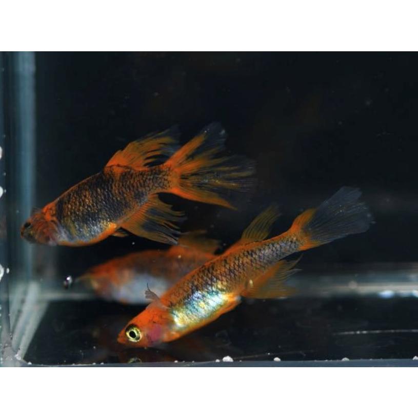 竜章鳳姿 めだか 竜章鳳姿 卵40個 広島産メダカ レッド最高峰 改良 赤い 超美